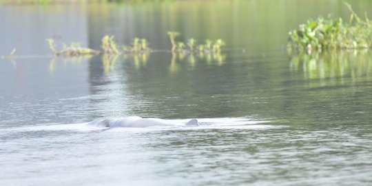 Ikan Pesut terjebak di rawa berhasil kembali masuk ke Sungai Mahakam