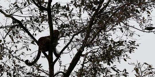 Kelaparan, macan tutul berkeliaran ke permukiman warga