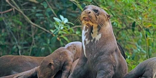 otter rev3