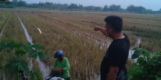 Lagi asyik panen padi, Sutikno tewas disambar petir