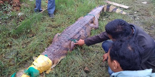 Geger temuan jantung dan hati manusia, ternyata korban dimakan buaya