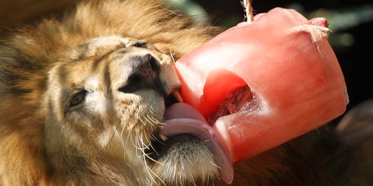 Tingkah lucu para hewan ketika diberi makan es