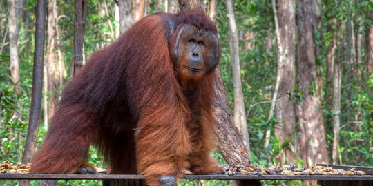 Sembuh, Orangutan Sitio dikembalikan ke hutan