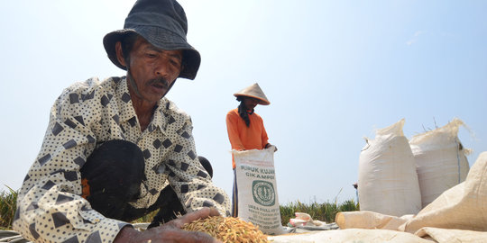 Akibat hujan, harga beras petani alami penurunan