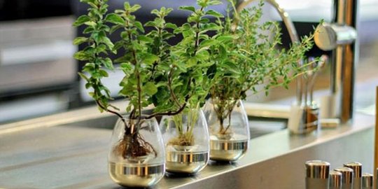 5 Keuntungan saat memelihara tanaman di dalam ruangan 5 Keuntungan saat memelihara tanaman di dalam ruangan