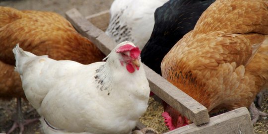 Putus asa tak dapat pacar, pria cabul perkosa ayam