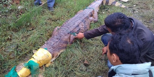 Buaya sepanjang 2 meter ditangkap saat berjemur di bantaran sungai