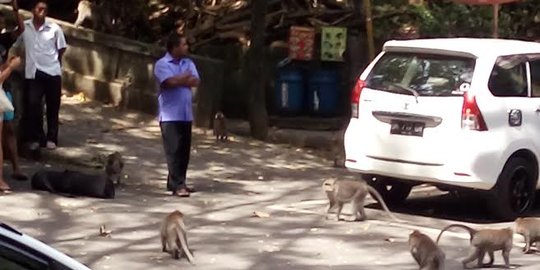 Rombongan Raja Salman dikabarkan akan datangi Monkey Forest Ubud