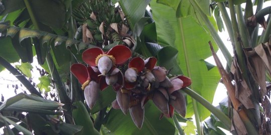 Ada pohon pisang berjantung 10 di Medan, warga heboh