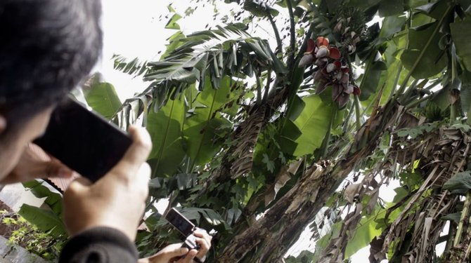 pohon pisang berjantung 10