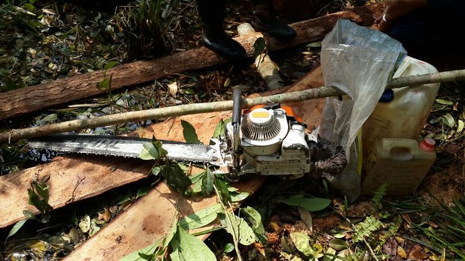 penebangan pohon di suaka margasatwa pelalawan