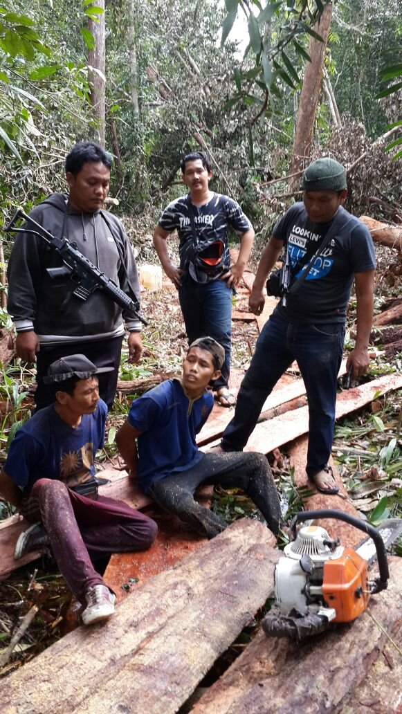 penebangan pohon di suaka margasatwa pelalawan