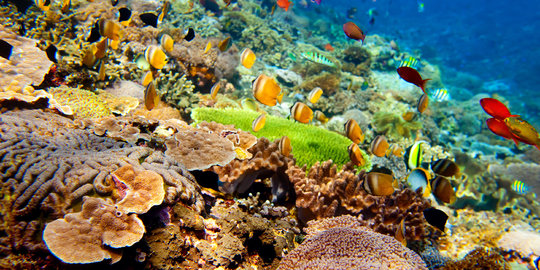 Lewat program SEA, AS bantu Papua Barat lestarikan terumbu karang