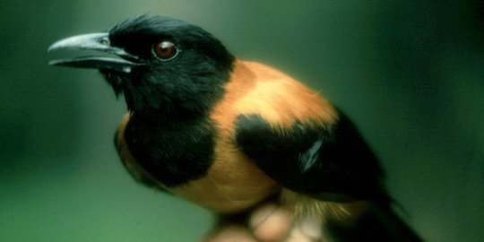 ini bisa buat manusia mati rasa dan geli