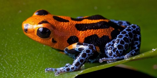 ini kita bisa mati serangan jantung