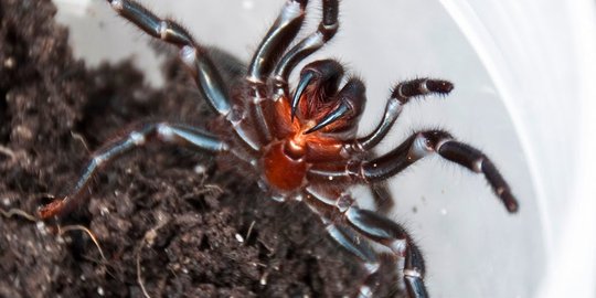 meledak dari racun laba laba berjenis sydney funnel web spider