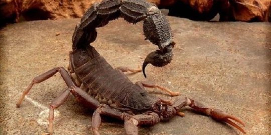 kalajengking ini sebabkan kejang yang sangat parah