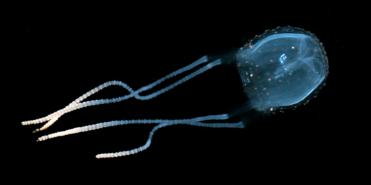 irukandji yang menyebabkan halusinasi sebelum meninggal