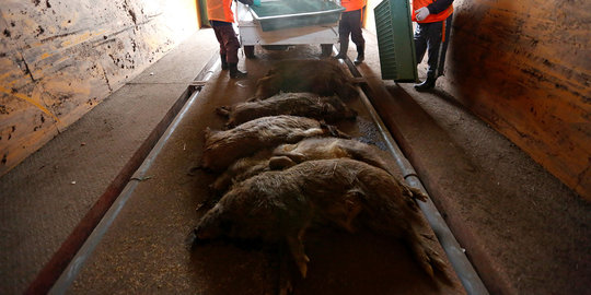 Dinas Kesehatan Bali minta warga waspada konsumsi daging babi