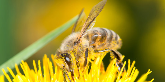 Disengat lebah 500 kali, pensiunan di Brasil tewas