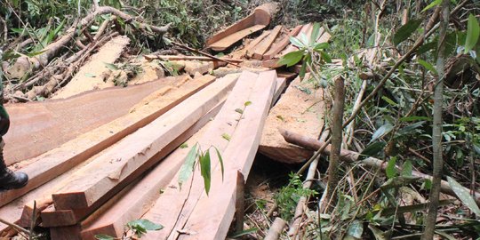 Warga Bengkalis siap selamatkan Cagar Biosfer, lawan illegal logging