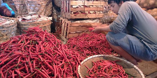 Harga cabai di pasar Rp 140.000/Kg, di petani cuma Rp 90.000/Kg