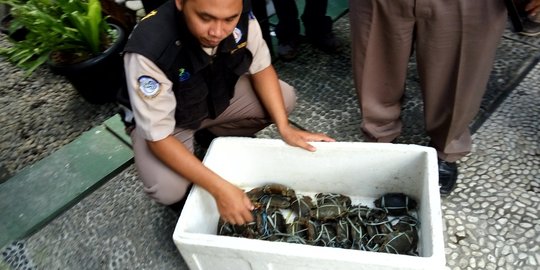 Tak sesuai standar Permenkes, 128 kepiting asal Kalimantan diamankan