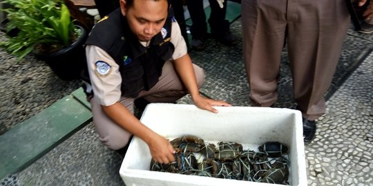 128 Kepiting Kalimantan akhirnya dilepas di hutan mangrove Bantul