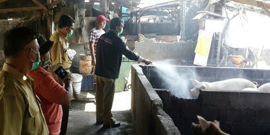 Disnak Denpasar sisir peternak babi usai warga terinfeksi virus MTS