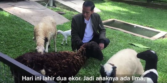 Saat Jokowi nge-vlog soal kelahiran anak kambing di Istana Bogor