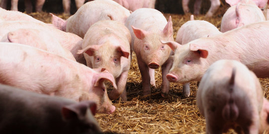 Ancaman virus MSS, warga Bali diimbau potong babi di RPH
