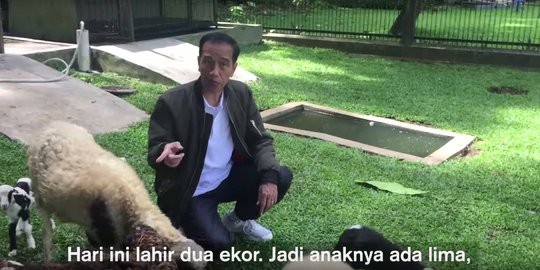 Jokowi 'nge-vlog' cerita 2 ekor anak kambing lahir di Istana Bogor