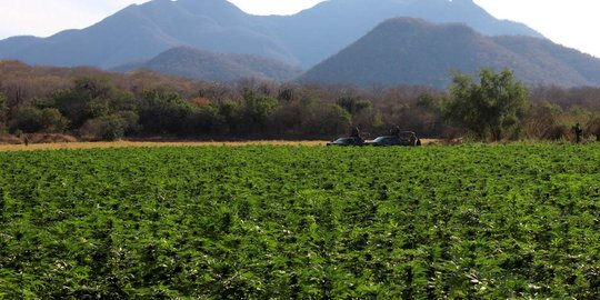 Polisi temukan 1 hektare ladang ganja ditanam di antara padi gunung