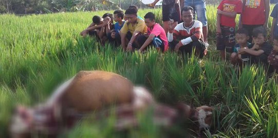 Dua bulan ratusan kerbau mati misterius di Simeulue Aceh