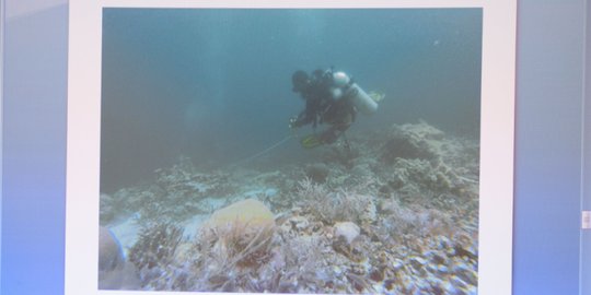 Begini kondisi terumbu karang Raja Ampat usai dirusak kapal pesiar