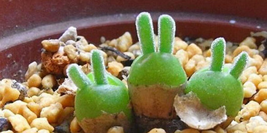 Sukulen imut berdaun kelinci ini lagi viral di Jepang