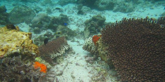 20 Tahun waktu paling cepat perbaiki terumbu karang Raja Ampat