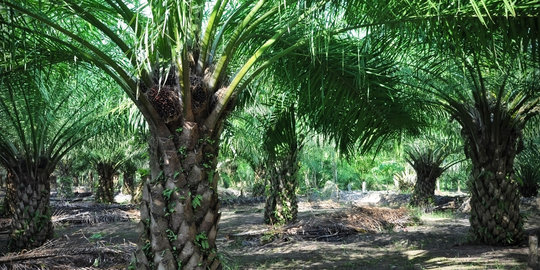 BI: Surplus neraca perdagangan karena ekspor kelapa sawit naik