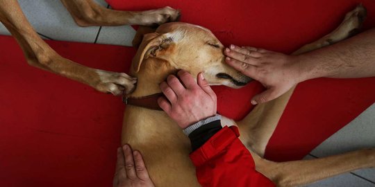 Unik, anjing ras ini jadi media terapi kesehatan manusia