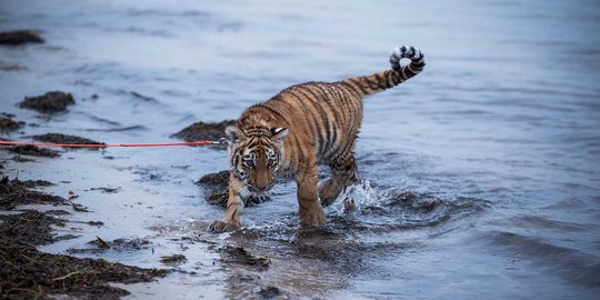 Buntut bocah diterkam, BKSDA hentikan fasilitas foto bareng Harimau