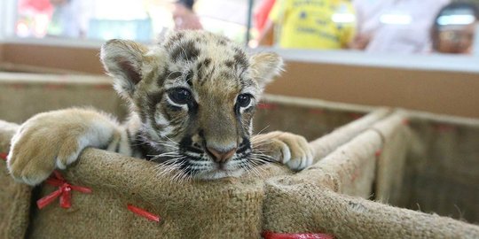 Usai insiden bocah diterkam harimau, Jatim Park 2 buat akses khusus