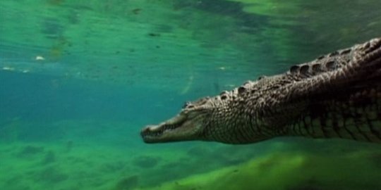 Ingin dapatkan nomor cewek, lelaki ini terjun ke sungai penuh buaya