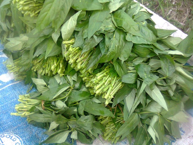 daun lembayung