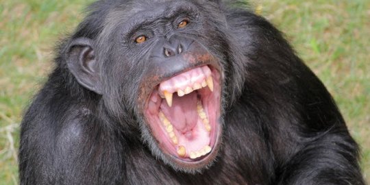 7 Fakta ekstrem simpanse dan kemiripan luar biasa dengan 