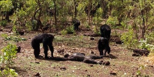 membuat senjata dan membuat strategi perang