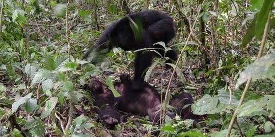 jadi pembunuh berantai