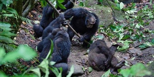 memperkosa dan melakukan kdrt