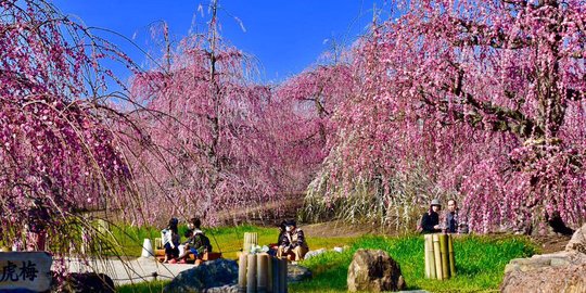 Indahnya bunga 'plum menangis' sambut musim semi di Suzuka, Jepang
