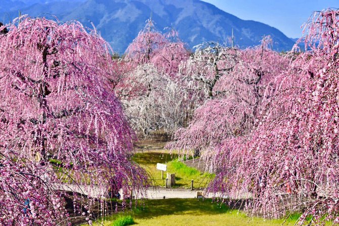 Indahnya bunga plum menangis sambut musim semi di Suzuka 