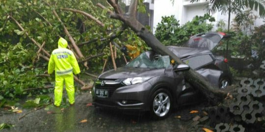 Hujan deras dan angin kencang, pohon di UGM roboh timpa mobil dosen